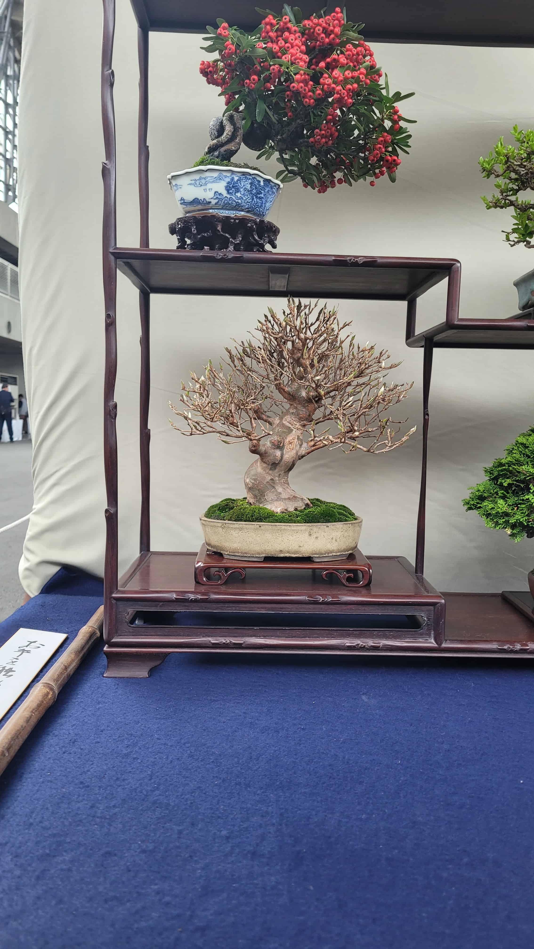 A ginko bonsai tree from osaka show in Japan